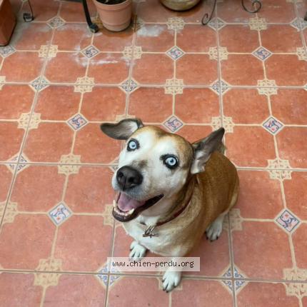 Photo 1/1 Loby Chien lost in Savines le lac