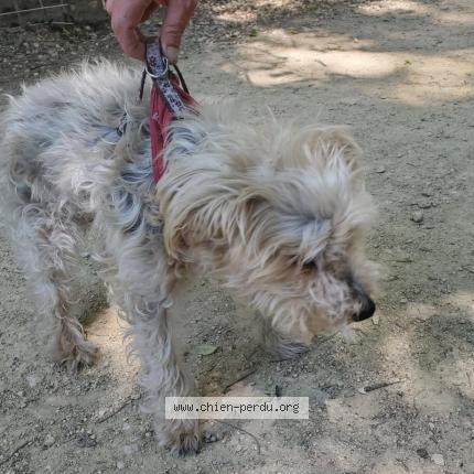 Photo 1/1 Reunited dog Found in Bollene