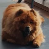 Balou