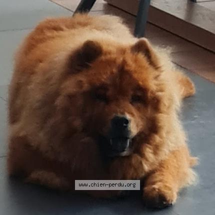 Foto 1/1 Hond teruggevonden Vermist in Aye