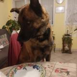 Picture of dog lost at Besse Sur Issole