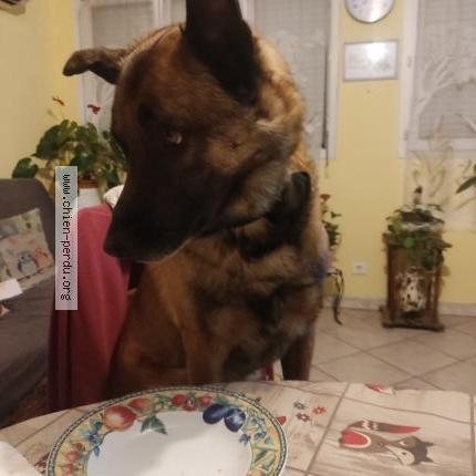 Photo 1/1 Kaya Chien lost in Besse sur issole