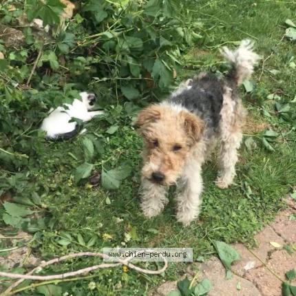 Photo 1/1 BOULE Chien lost in Boissy maugis