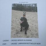 Picture of dog lost at Tourbes