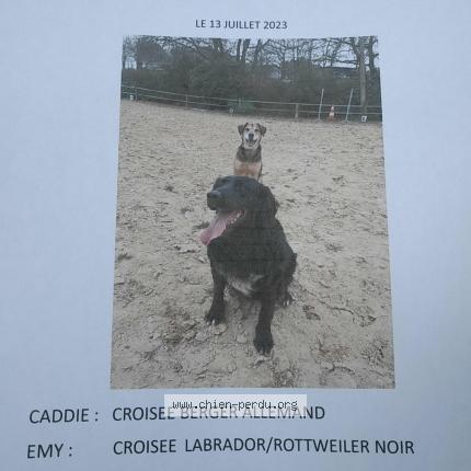 Photo 1/1 Caddie Chien lost in Tourbes
