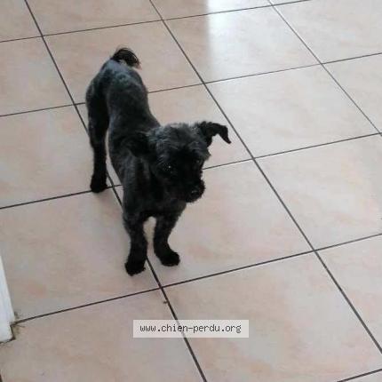 Photo 1/1 Griotte Chien lost in Gouzon