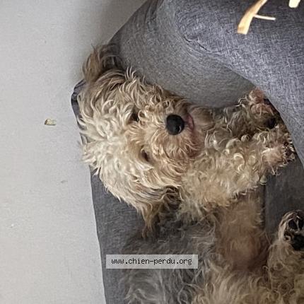 Foto van vermiste hond in Bousval