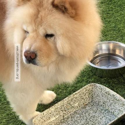 Foto 1/1 Hond teruggevonden Vermist in Ronquieres