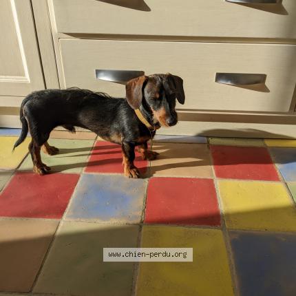 Photo 1/1 Dog reunited Found in Cereste en luberon