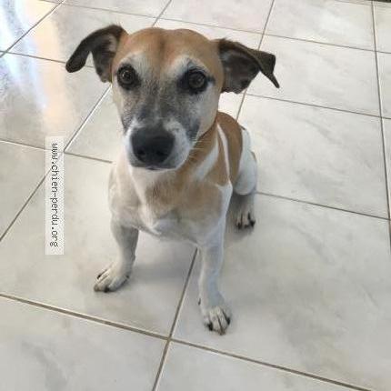 Photo 1/1 Mylo Chien lost in Trans en provence