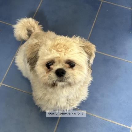 Foto 1/1 Hond teruggevonden Vermist in Wandre