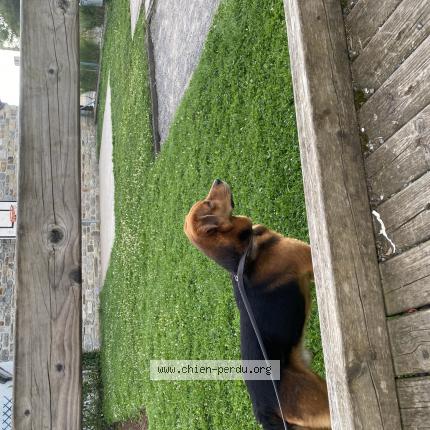 Foto 1/1 Hond teruggevonden Gevonden in Sprimont Florze