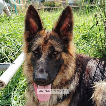 Photo 1/1 Unica Chien lost in Tonneins