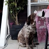 Picture of dog lost at Castres