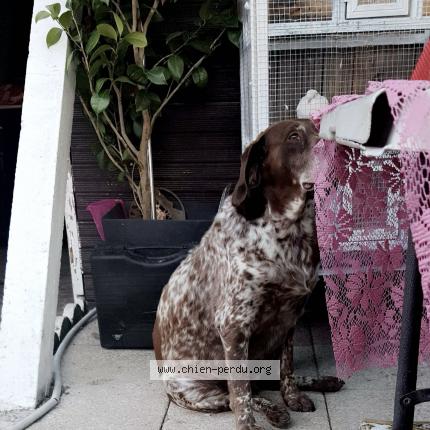 Photo 1/1 Dog reunited Lost in Castres