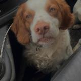 Picture of dog lost at Calcatoggio