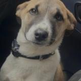 Picture of dog lost at Calcatoggio