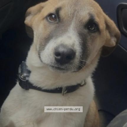 Photo 1/1 Sabbia Chien lost in Calcatoggio