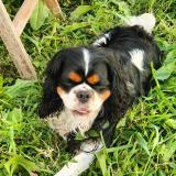 Picture of dog lost at Fouesnant