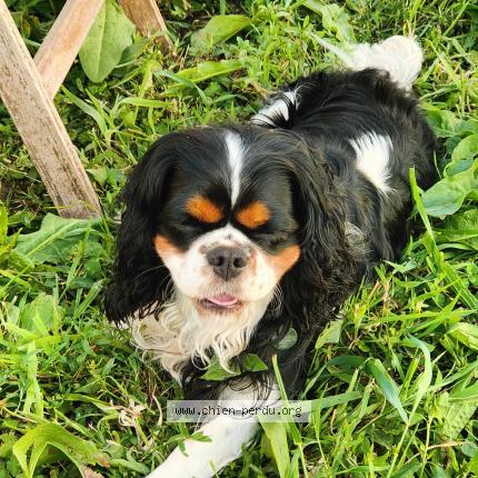 Photo 1/1 Shanti Chien lost in Fouesnant