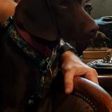 Picture of dog lost at Drumettaz Clarafond