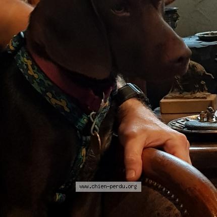 Photo 1/1 FLORA Chien lost in Drumettaz clarafond