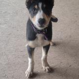 Picture of dog lost at Asswiller