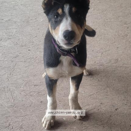 Photo 1/1 Malo Chien lost in Asswiller