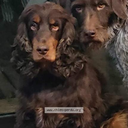 Photo 1/1 Nala Chien lost in Villeneuve la guyard