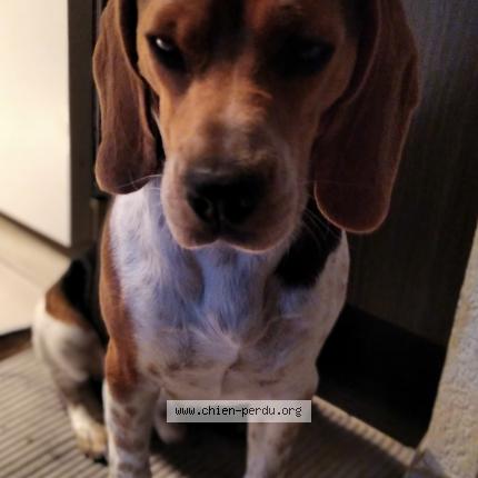 Photo 1/1 OBELIX Chien lost in L union