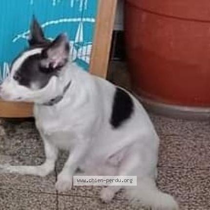 Foto 1/2 Hond teruggevonden Vermist in Seraing