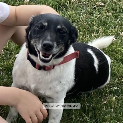 Photo 1/1 Lexie Chien lost in Pesche