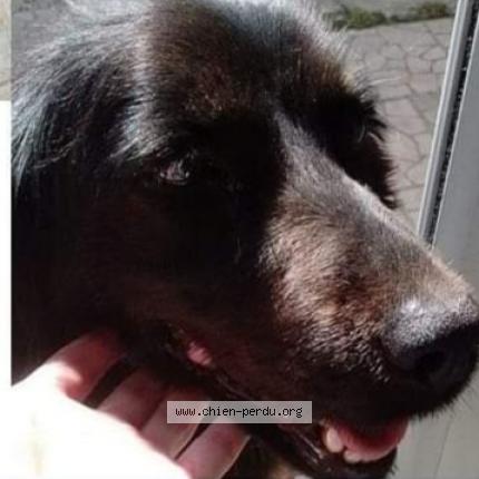 Photo 2/2 Elsa Chien lost in Saint cybardeaux