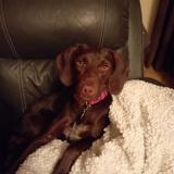 Picture of dog lost at Drumettaz Clarafond