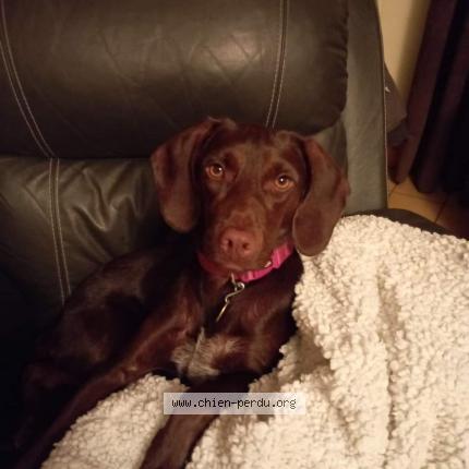 Photo 1/1 Flora Chien lost in Drumettaz clarafond