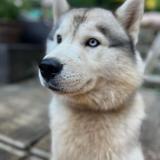Loki