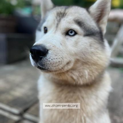 Foto 1/1 Hond teruggevonden Vermist in Rixensart
