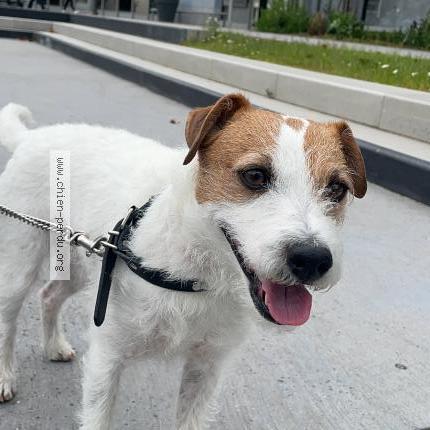 Photo 1/3 Nem Chien lost in Noisiel