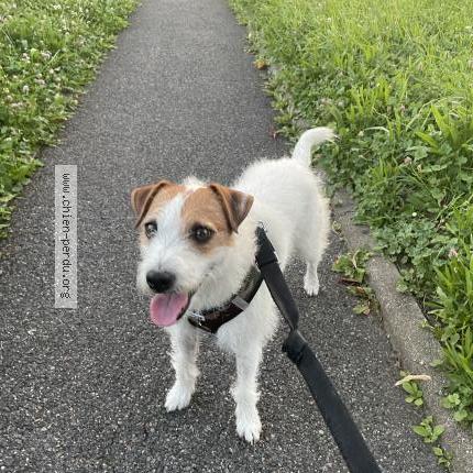 Photo 2/3 Nem Chien lost in Noisiel