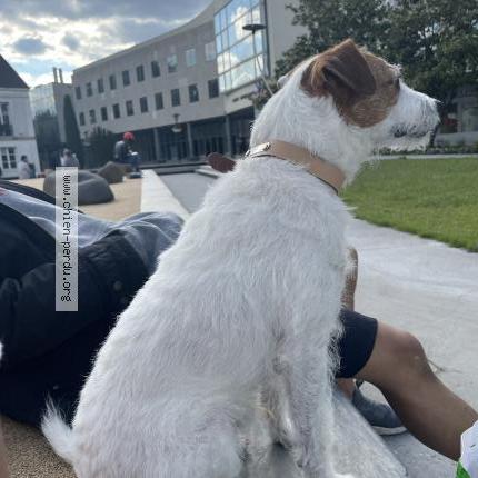 Photo 3/3 Nem Chien lost in Noisiel