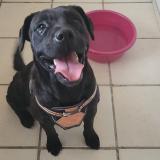 Picture of dog found at Moidieu Detourbe