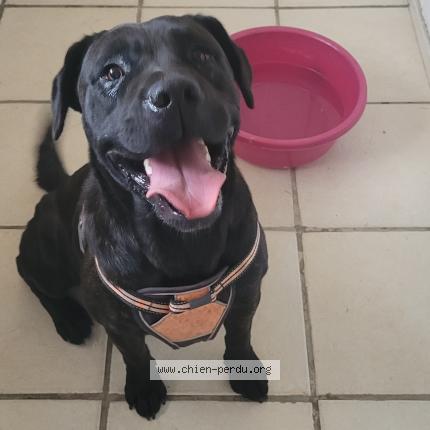 Photo 1/1 Found dog Found in Moidieu detourbe