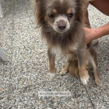 Photo 1/1 Reunited dog Found in Cournonsec