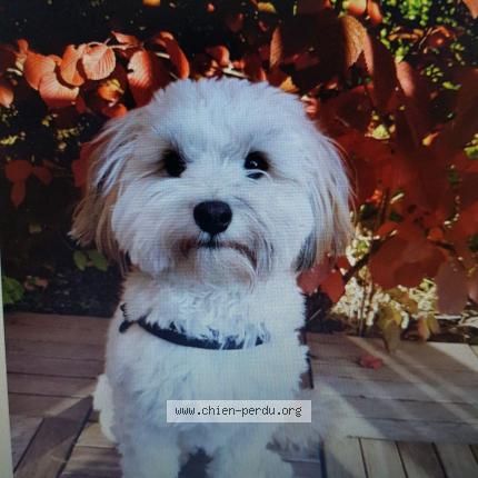 Foto 1/1 Hond teruggevonden Vermist in Rhode St Genese