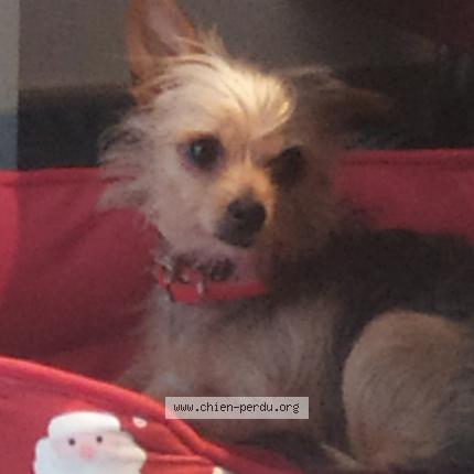 Photo 1/1 Sathyne Chien lost in Josse