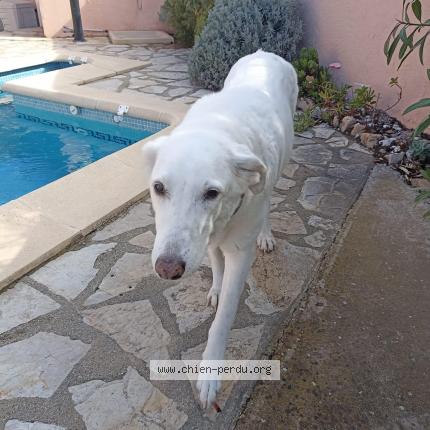 Photo 1/1 Reunited dog Found in Soleilles
