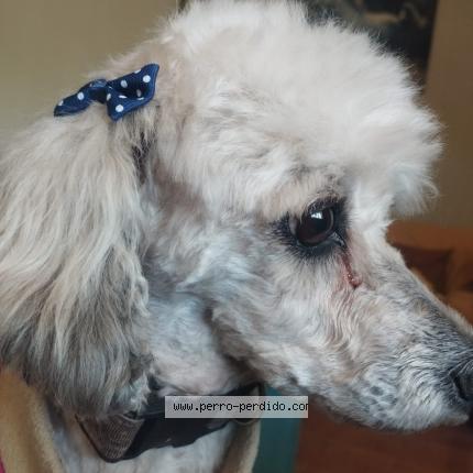 Photo 1/1 lINDA Chien lost in Macul