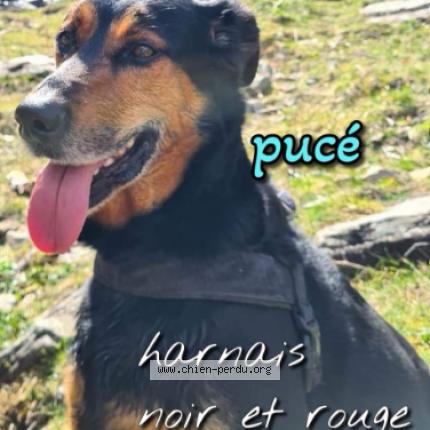 Photo 1/1 LEMMY Chien lost in Moulis en medoc