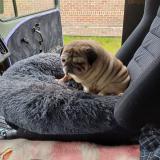 Picture of dog lost at Cornimont