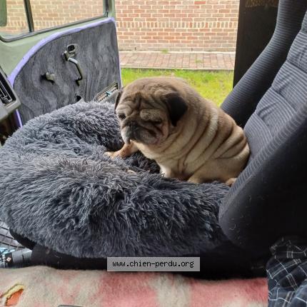 Photo 1/1 Brutus Chien lost in Cornimont